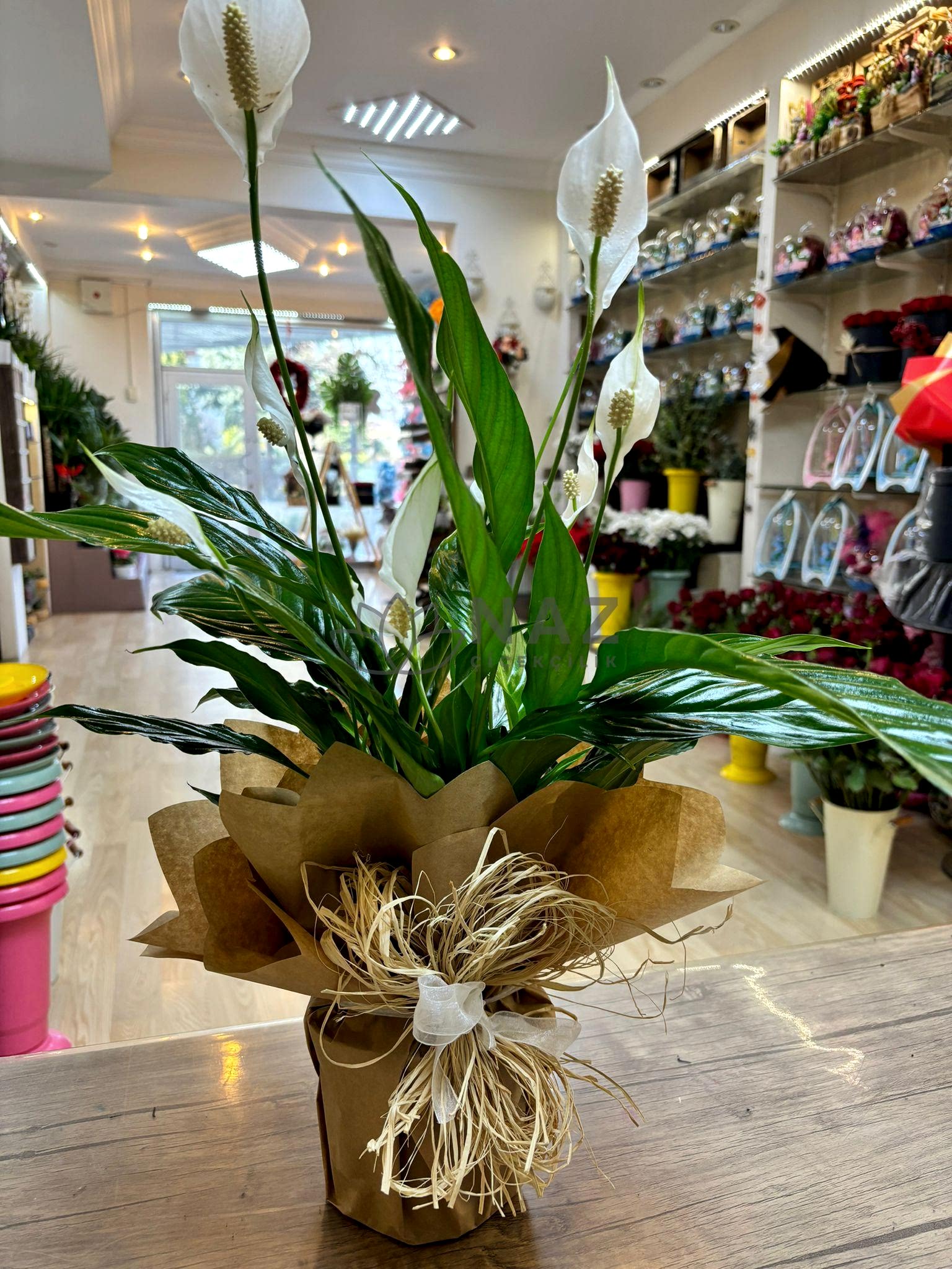 Saksıda Spatfilyum Barış Çiçeği