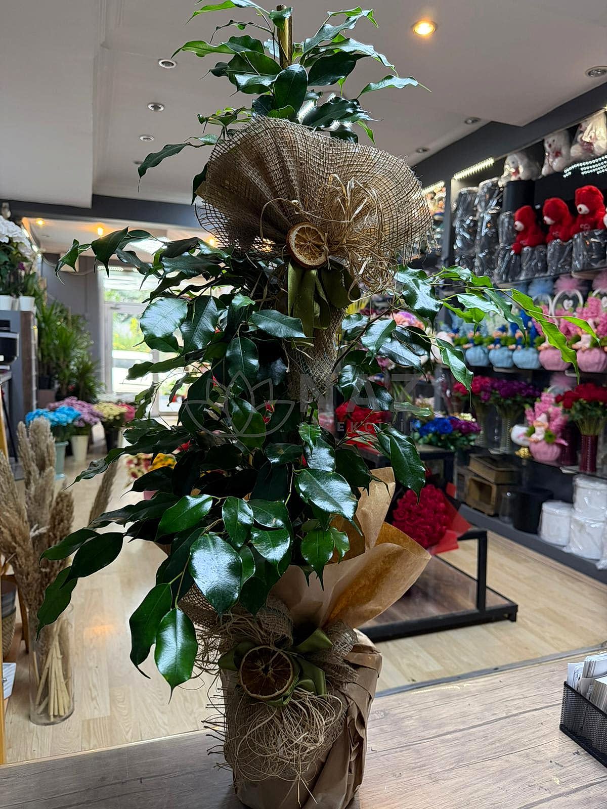 Saksı Ficus Benjamin