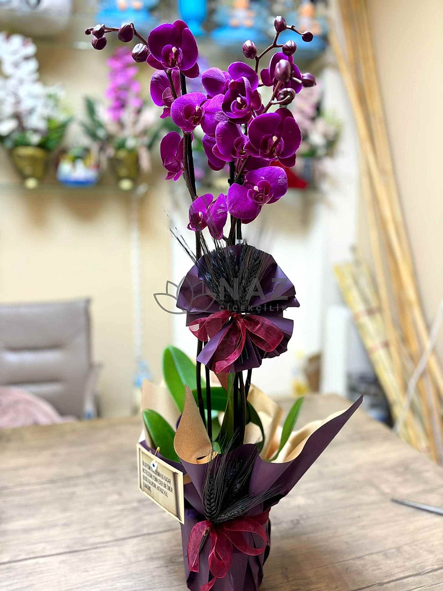 İki Dallı Mor Orkide